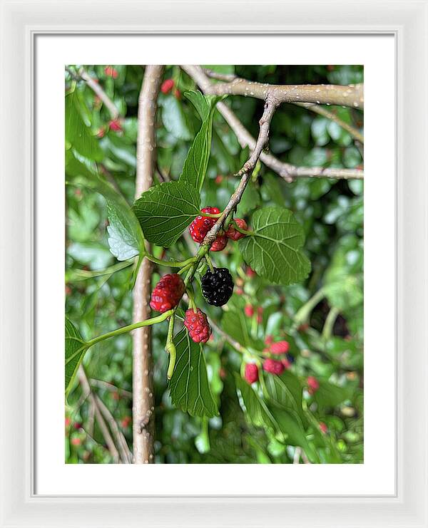 Mullberry Branch In Late June - Framed Print