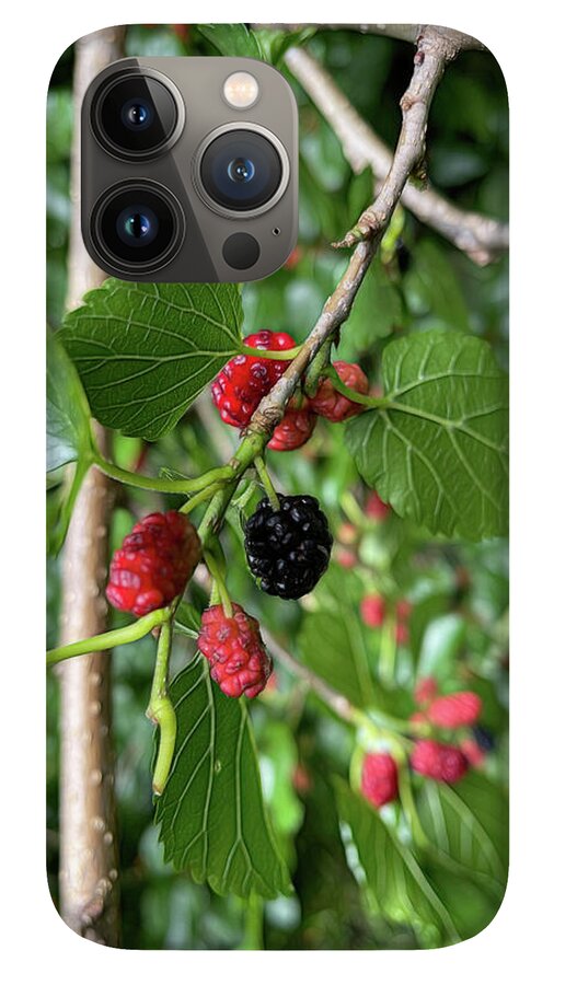 Mullberry Branch In Late June - Phone Case