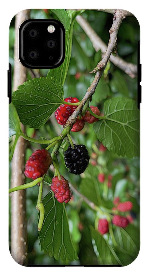 Mullberry Branch In Late June - Phone Case