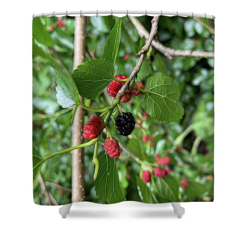 Mullberry Branch In Late June - Shower Curtain