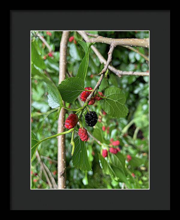 Mullberry Branch In Late June - Framed Print