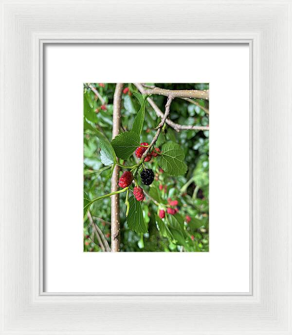 Mullberry Branch In Late June - Framed Print