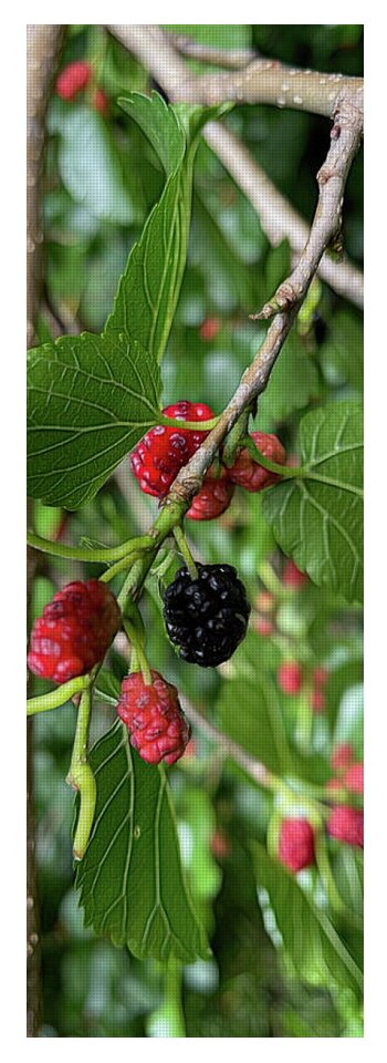 Mullberry Branch In Late June - Yoga Mat