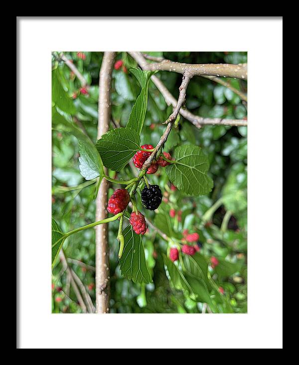 Mullberry Branch In Late June - Framed Print