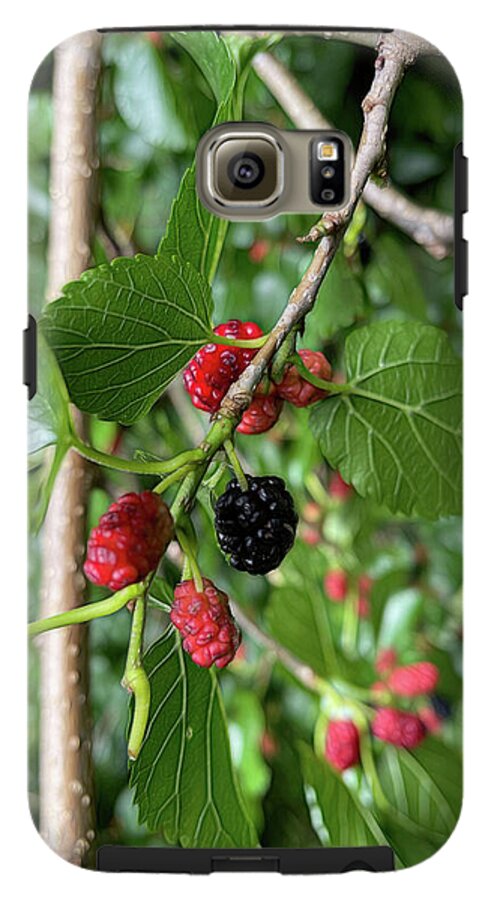 Mullberry Branch In Late June - Phone Case