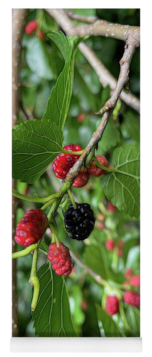 Mullberry Branch In Late June - Yoga Mat