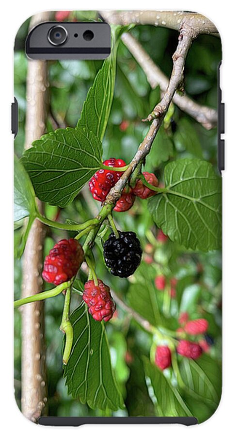 Mullberry Branch In Late June - Phone Case