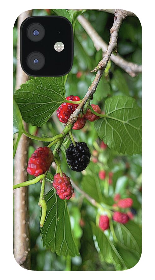 Mullberry Branch In Late June - Phone Case