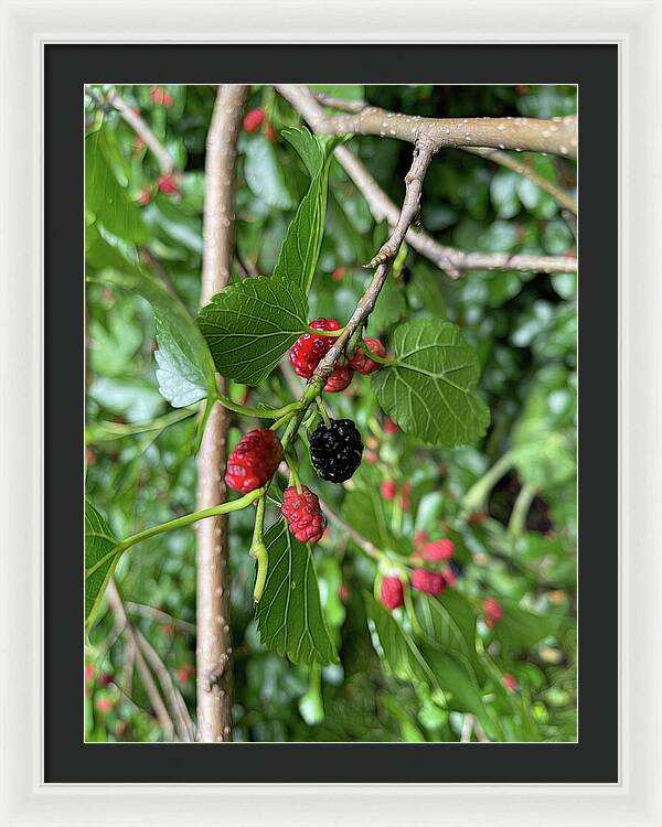 Mullberry Branch In Late June - Framed Print