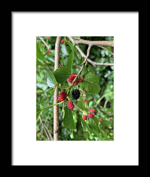 Mullberry Branch In Late June - Framed Print