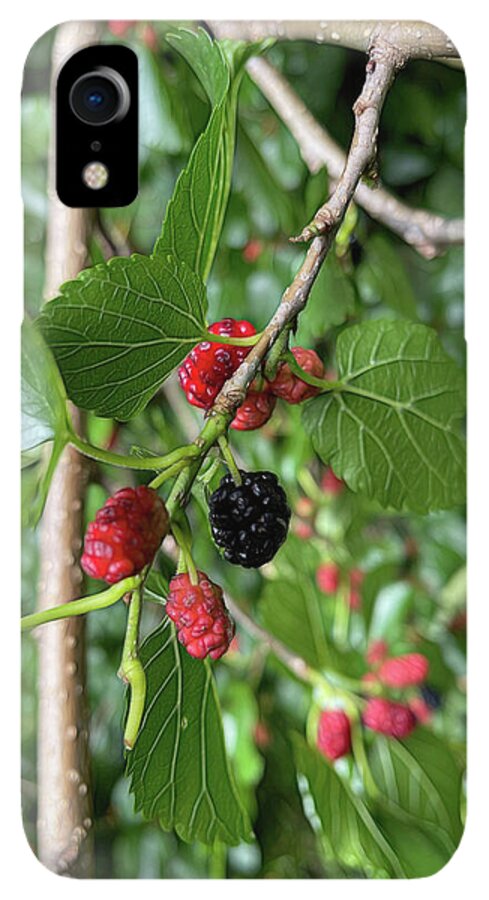 Mullberry Branch In Late June - Phone Case