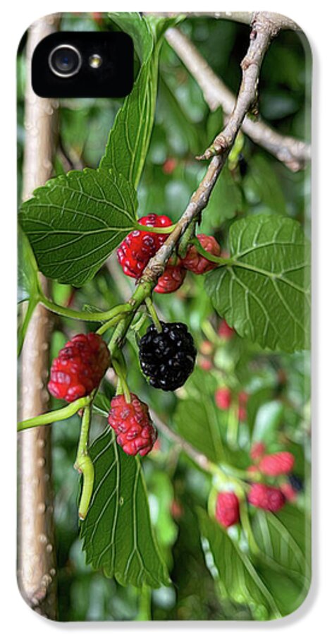 Mullberry Branch In Late June - Phone Case