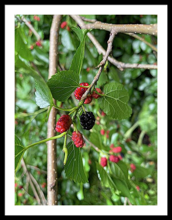 Mullberry Branch In Late June - Framed Print