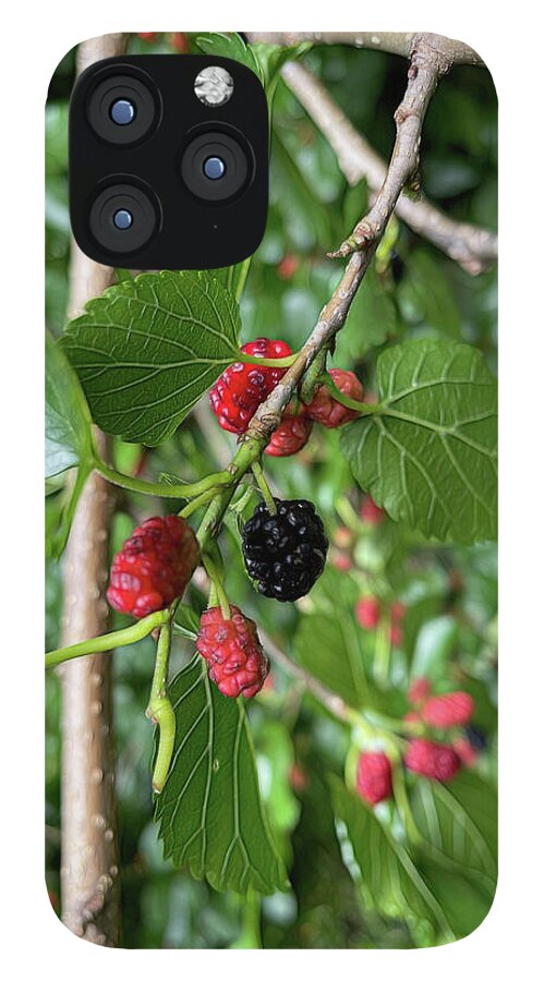 Mullberry Branch In Late June - Phone Case