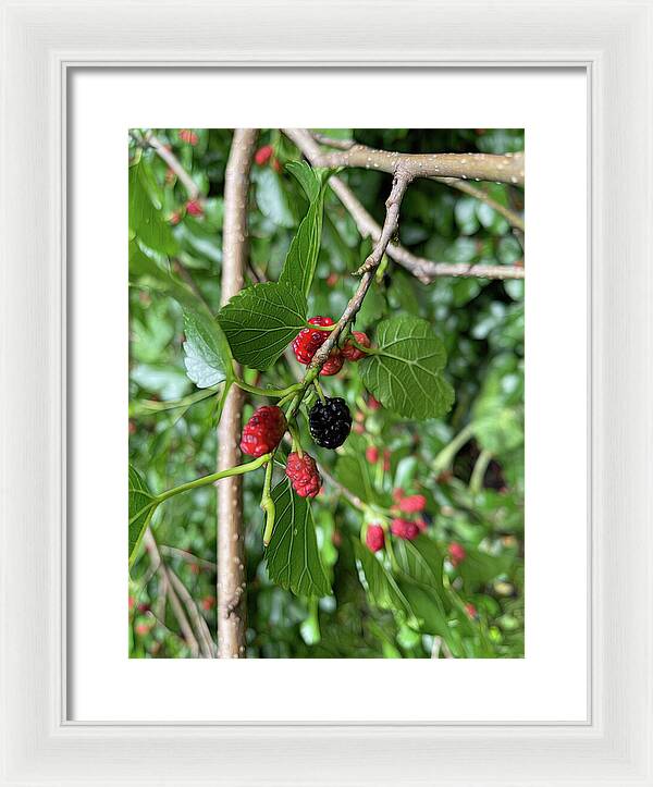 Mullberry Branch In Late June - Framed Print