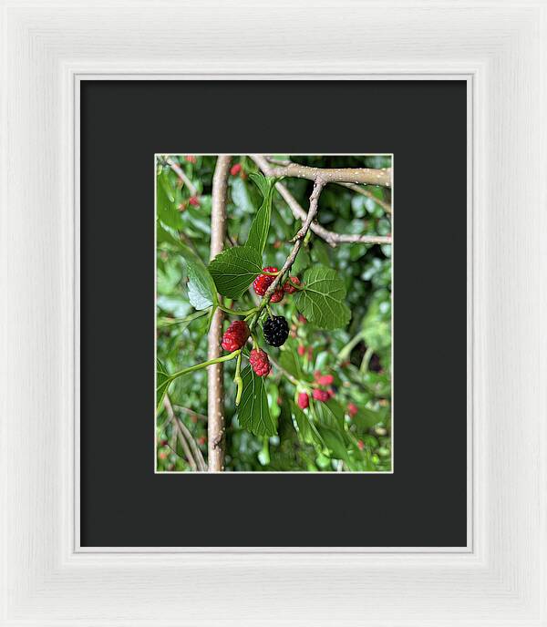 Mullberry Branch In Late June - Framed Print