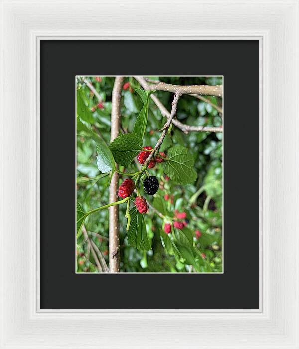 Mullberry Branch In Late June - Framed Print