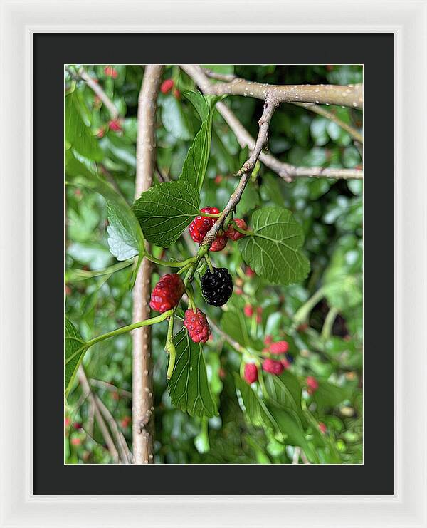 Mullberry Branch In Late June - Framed Print