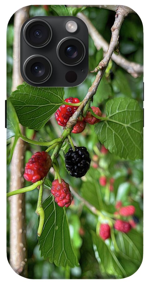 Mullberry Branch In Late June - Phone Case