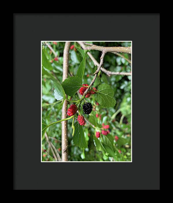 Mullberry Branch In Late June - Framed Print