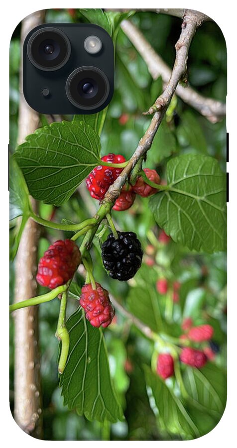 Mullberry Branch In Late June - Phone Case