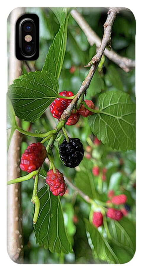 Mullberry Branch In Late June - Phone Case