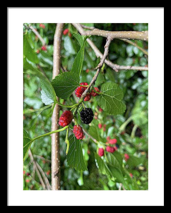 Mullberry Branch In Late June - Framed Print