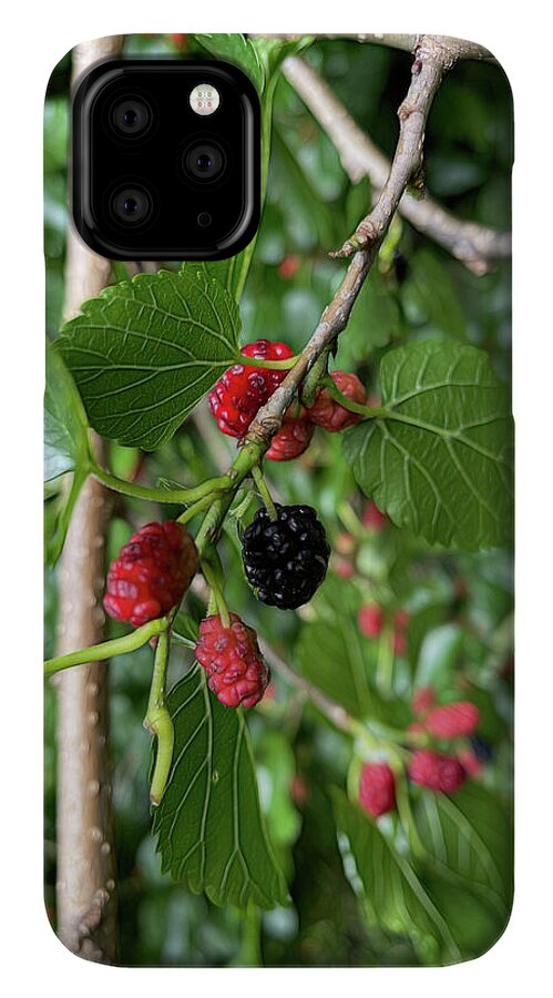 Mullberry Branch In Late June - Phone Case