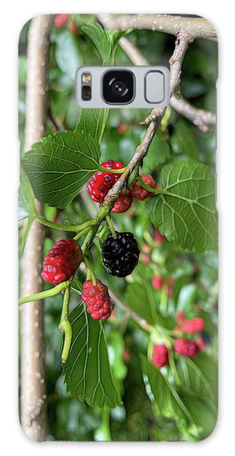 Mullberry Branch In Late June - Phone Case