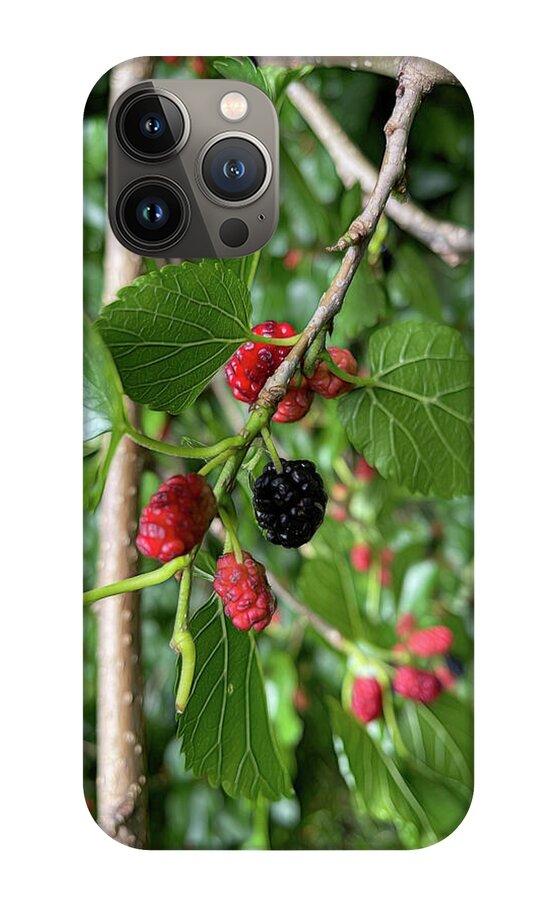 Mullberry Branch In Late June - Phone Case