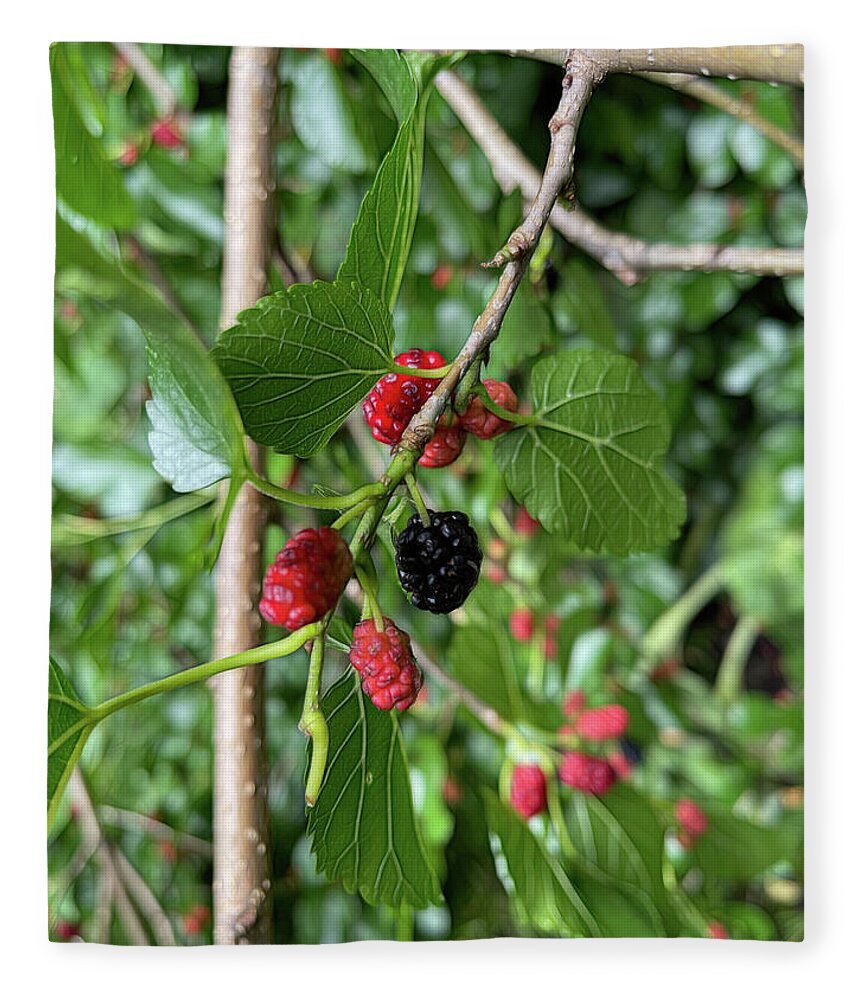 Mullberry Branch In Late June - Blanket