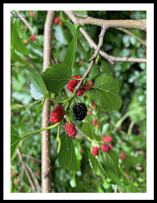 Mullberry Branch In Late June - Framed Print