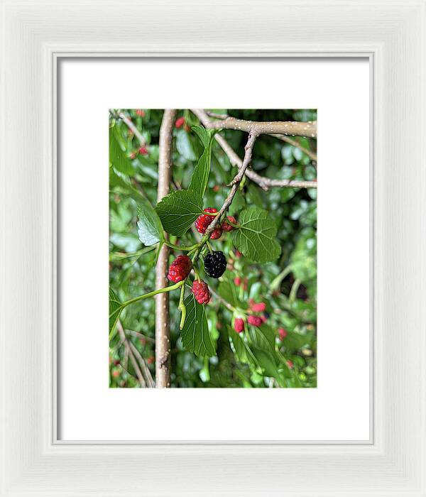 Mullberry Branch In Late June - Framed Print