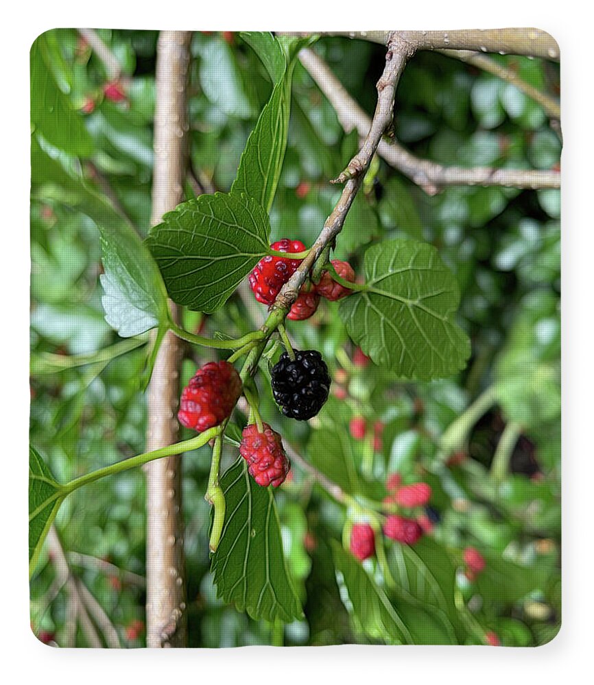 Mullberry Branch In Late June - Blanket