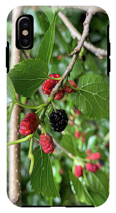 Mullberry Branch In Late June - Phone Case