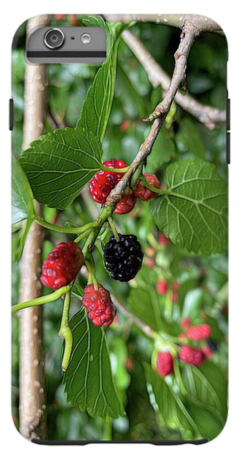 Mullberry Branch In Late June - Phone Case