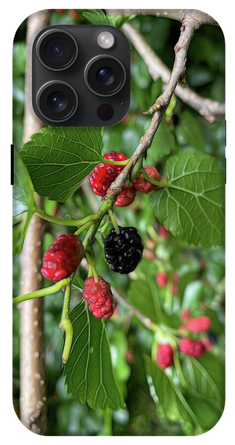 Mullberry Branch In Late June - Phone Case