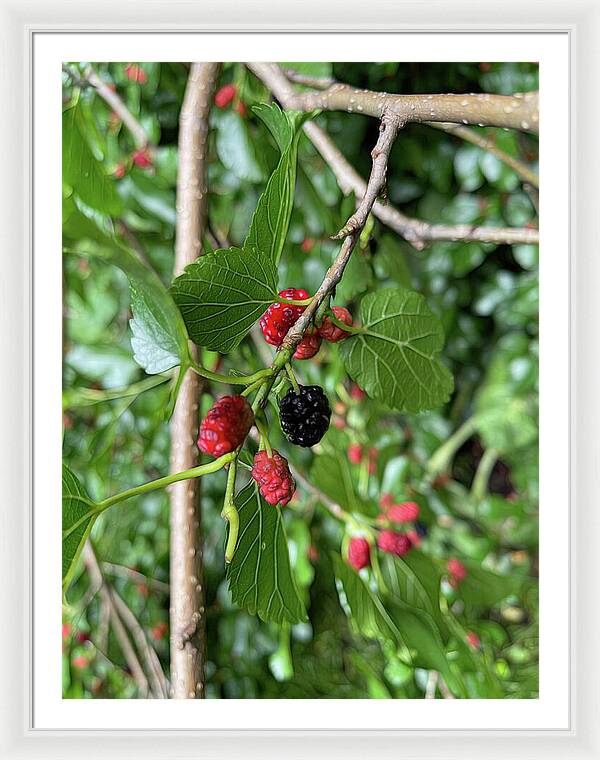 Mullberry Branch In Late June - Framed Print