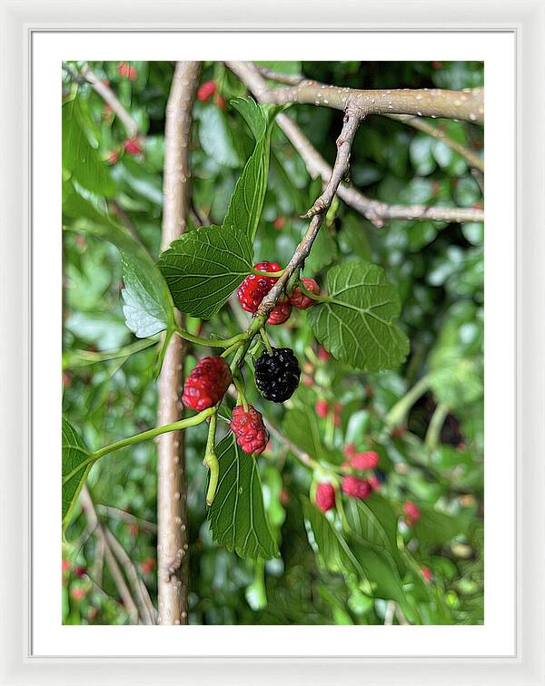 Mullberry Branch In Late June - Framed Print