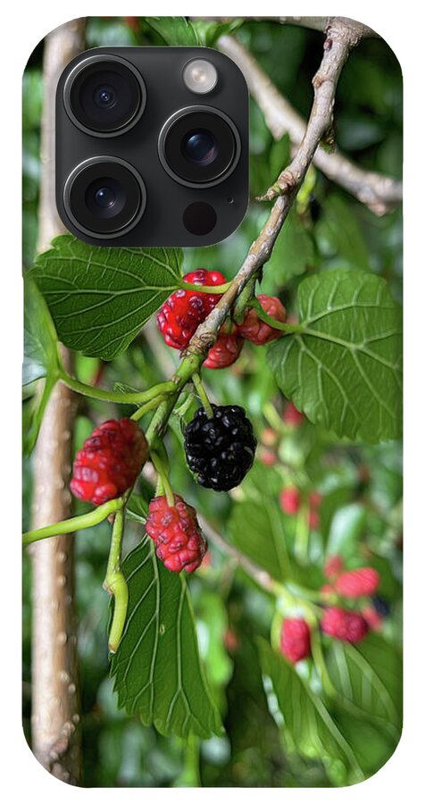 Mullberry Branch In Late June - Phone Case