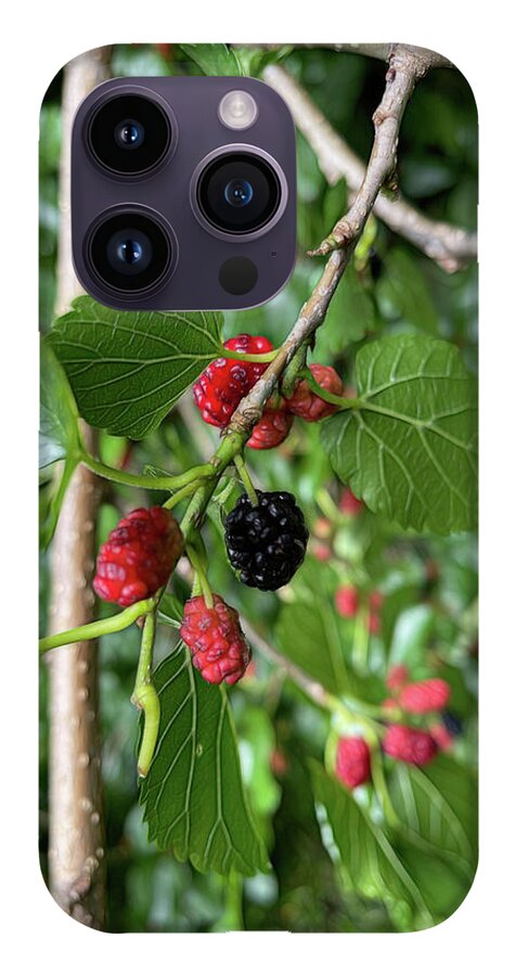 Mullberry Branch In Late June - Phone Case