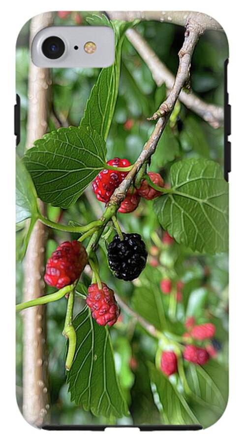 Mullberry Branch In Late June - Phone Case