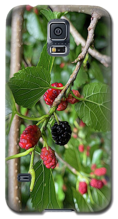 Mullberry Branch In Late June - Phone Case