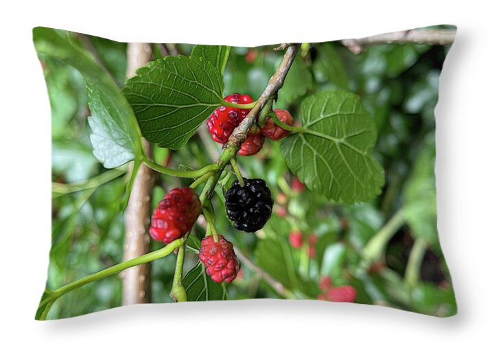 Mullberry Branch In Late June - Throw Pillow