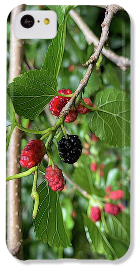 Mullberry Branch In Late June - Phone Case