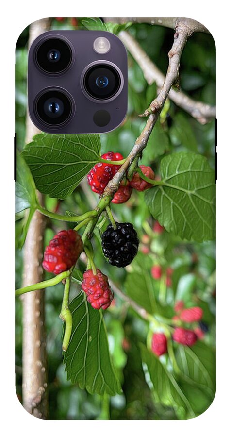 Mullberry Branch In Late June - Phone Case