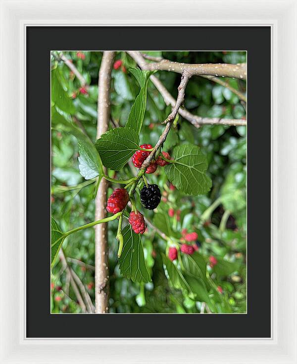 Mullberry Branch In Late June - Framed Print