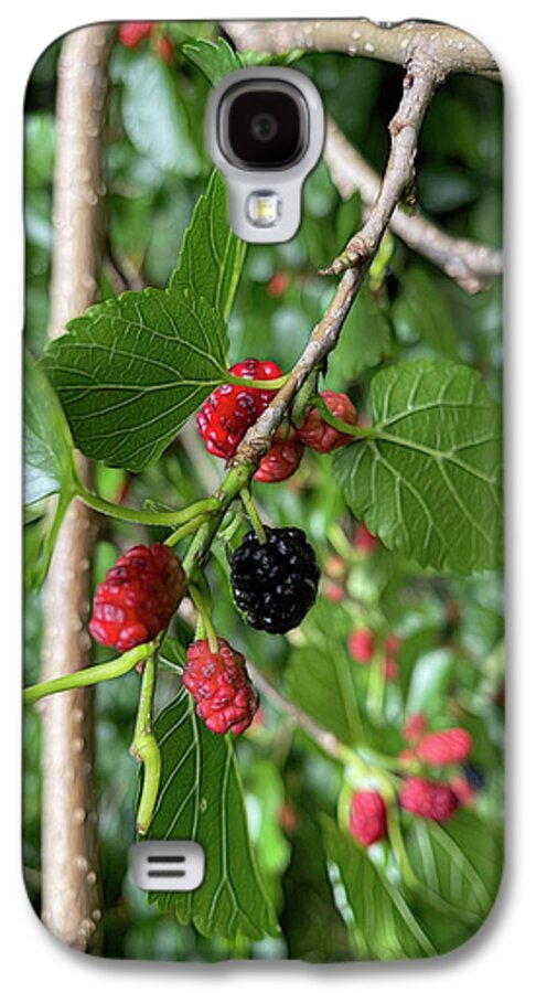 Mullberry Branch In Late June - Phone Case