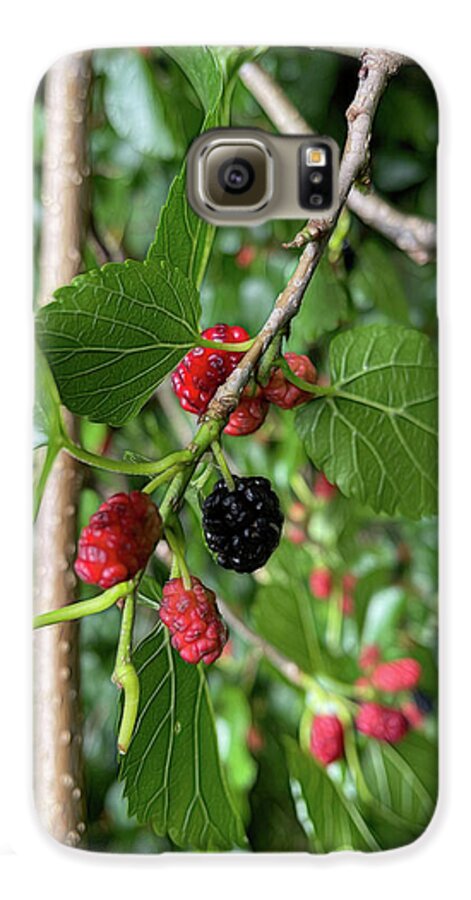 Mullberry Branch In Late June - Phone Case