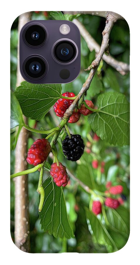 Mullberry Branch In Late June - Phone Case